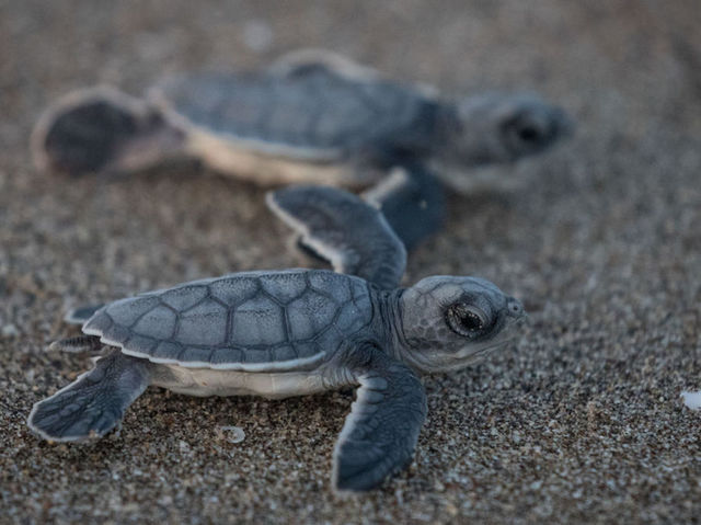 Hundreds of decomposing sea turtles were found off the Mexican coast