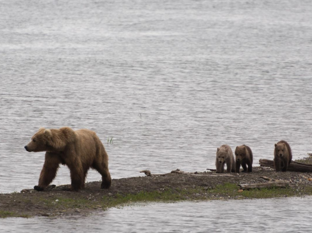 Fat Bear Week 2018: Get ready to 'weigh-in' in this bracket-style bear competition